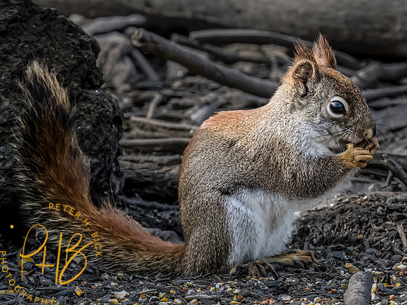 Indiana Birds and Wildlife 2023 1585-Edit
