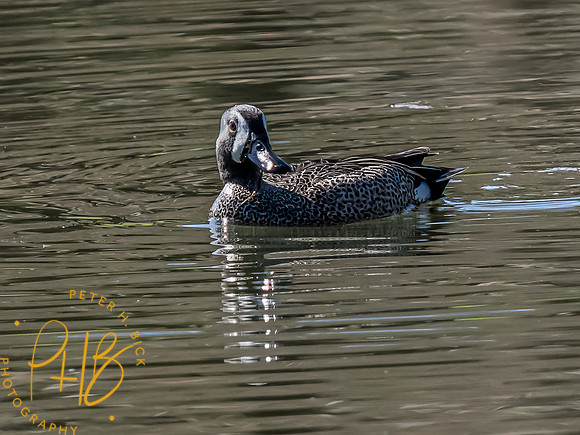 Indiana Birds and Wildlife 2023 1865-Edit