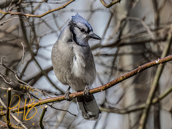Indiana Birds and Wildlife 2023 0399-Edit
