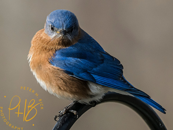 Indiana Birds and Wildlife 2023 0359-Edit