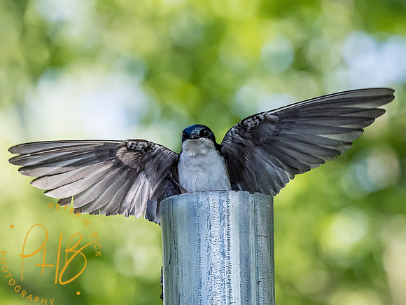 -Indiana Birds and Wildlife 2022 4670-Edit-Edit