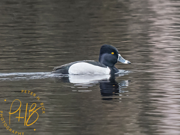 Indiana Birds and Wildlife 2023 1460-Edit