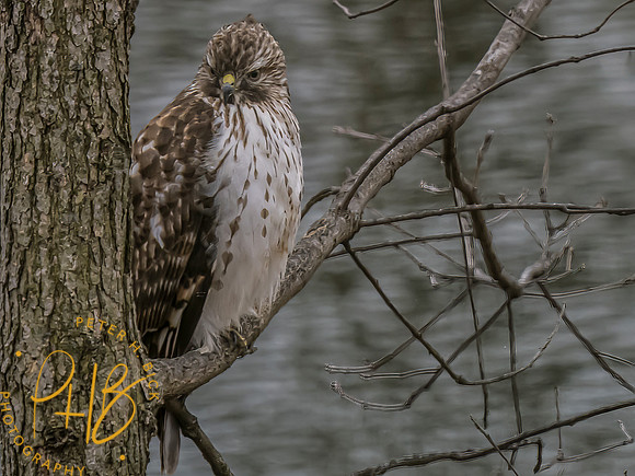 Indiana Birds and Wildlife 2023 0555-Edit