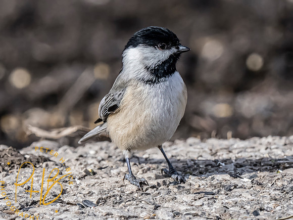 Indiana Birds and Wildlife 2023 0376-Edit