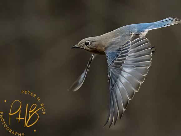 Indiana Birds and Wildlife 2023 1217-Edit