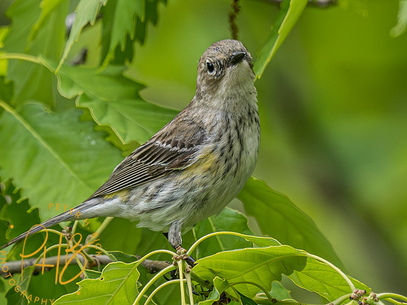 Indiana Birds and Wildlife 2023 3611-Enhanced-NR