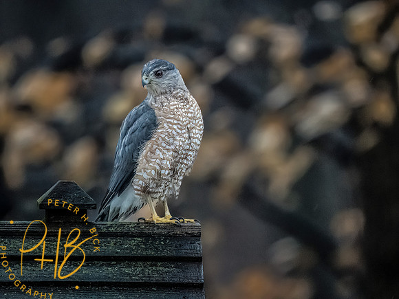 Indiana Birds and Wildlife 2023 0107-Edit