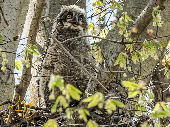 Indiana Birds and Wildlife 2023 2096-Edit