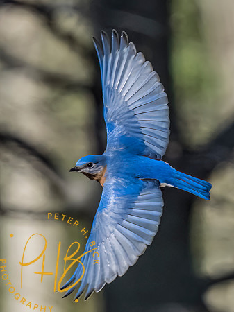 Indiana Birds and Wildlife 2023 1948-Edit