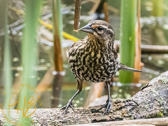 Indiana Birds and Wildlife 2023 3225-Edit