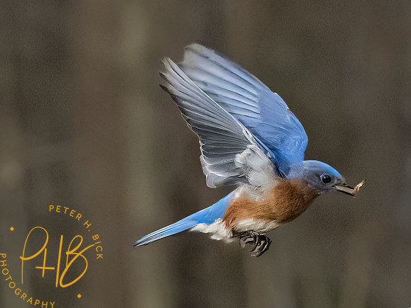 Indiana Birds and Wildlife 2023 1628-Edit