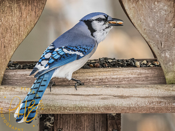 Indiana Birds and Wildlife 2023 0196-Edit