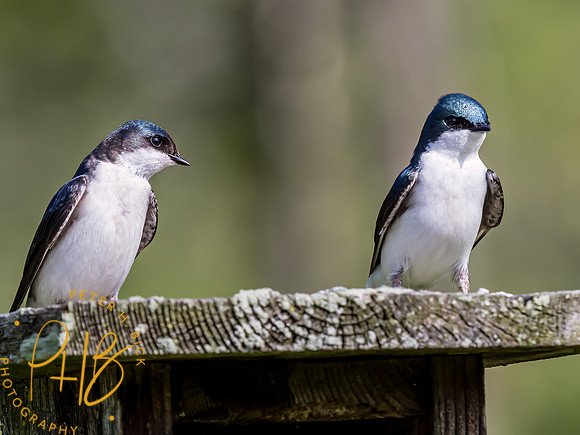 Indiana Birds and Wildlife 2023 3281-Edit