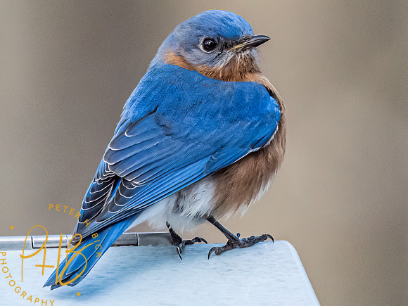 Indiana Birds and Wildlife 2023 1262-Edit