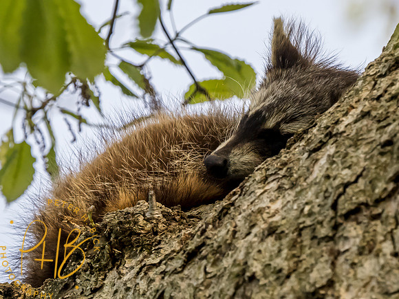 Indiana Birds and Wildlife 2023 3126-Edit