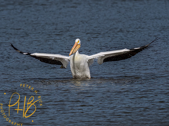Indiana Birds and Wildlife 2023 0771-Edit