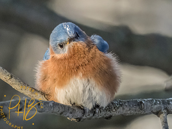 Indiana Birds and Wildlife 2023 0306-Edit