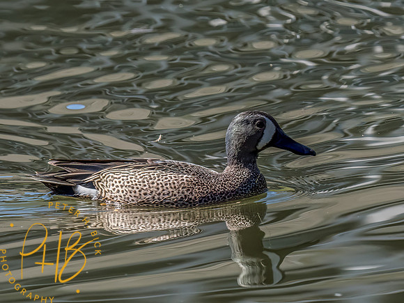 Indiana Birds and Wildlife 2023 1895-Edit