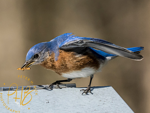 Indiana Birds and Wildlife 2023 1739-Edit