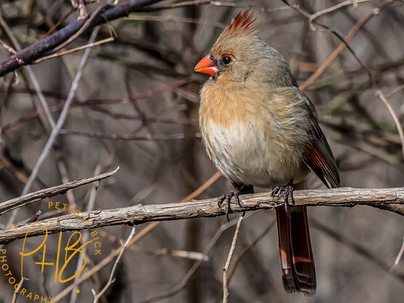 Indiana Birds and Wildlife 2023 0383-Edit