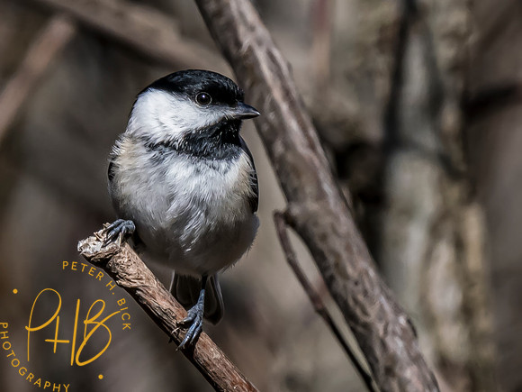 Indiana Birds and Wildlife 2023 0652-Edit