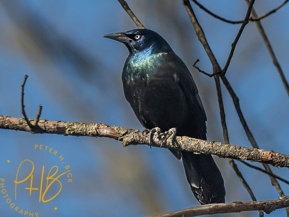 Indiana Birds and Wildlife 2023 0837-Edit