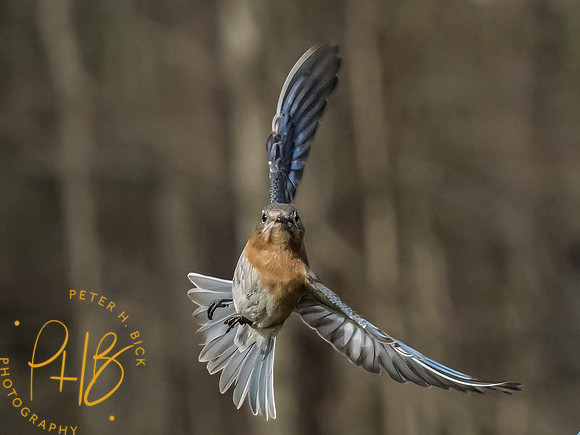 Indiana Birds and Wildlife 2023 1644-Edit