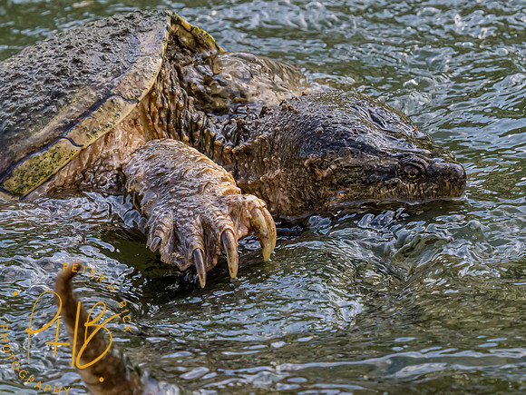 Indiana Birds and Wildlife 2023 3052-Edit