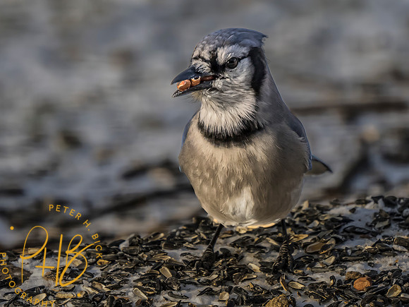 Indiana Birds and Wildlife 2023 0251-Edit