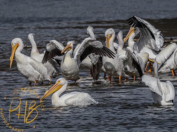 Indiana Birds and Wildlife 2023 0725-Edit