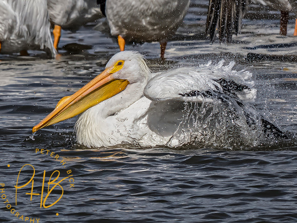 Indiana Birds and Wildlife 2023 0722-Edit