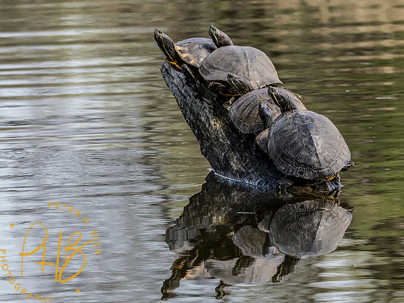 Indiana Birds and Wildlife 2023 2012-Edit