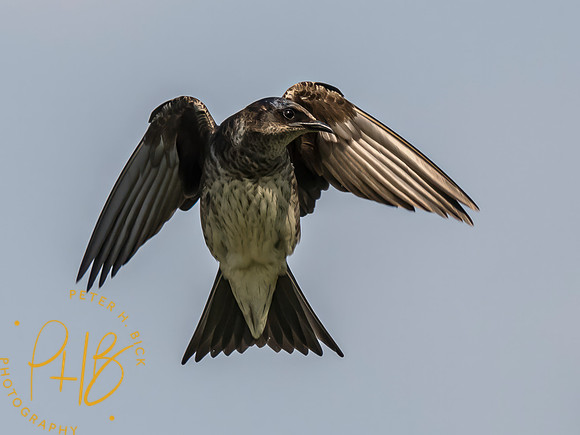 Indiana Birds and Wildlife 2023 3349-Edit
