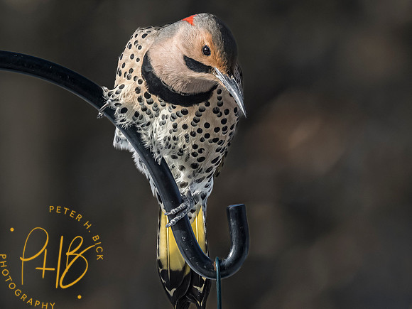 Indiana Birds and Wildlife 2023 0278-Edit