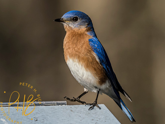 Indiana Birds and Wildlife 2023 1706-Edit