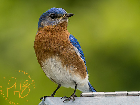 Indiana Birds and Wildlife 2023 3538-Enhanced-NR