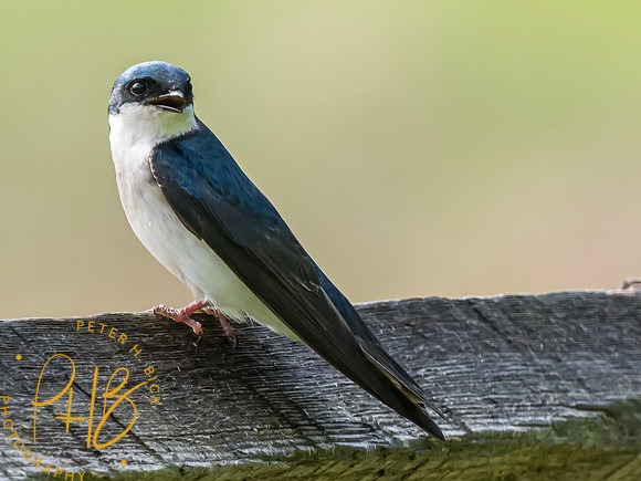 Indiana Birds and Wildlife 2023 3261-Edit