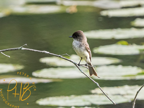 Indiana Birds and Wildlife 2023 3238-Edit
