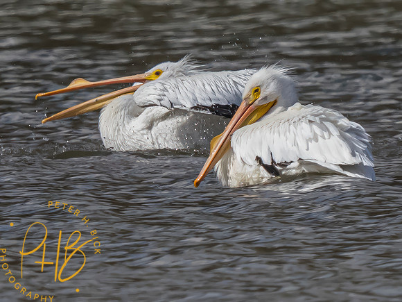 Indiana Birds and Wildlife 2023 0683-Edit