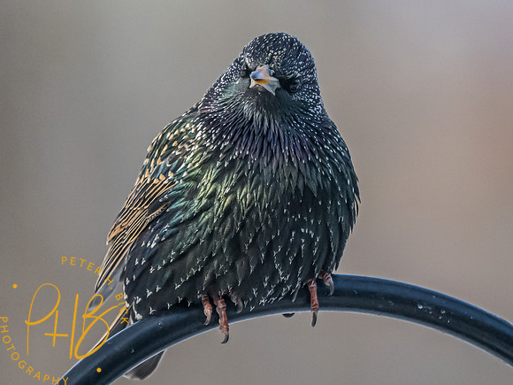 Indiana Birds and Wildlife 2023 0255-Edit