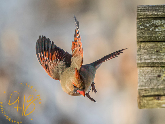 Indiana Birds and Wildlife 2025 1380-Edit