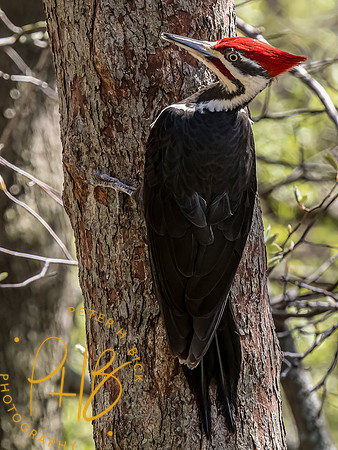 Indiana Birds and Wildlife 2023 2223-Edit