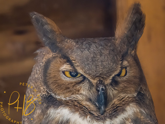 Indiana Birds and Wildlife 2023 0926-Edit