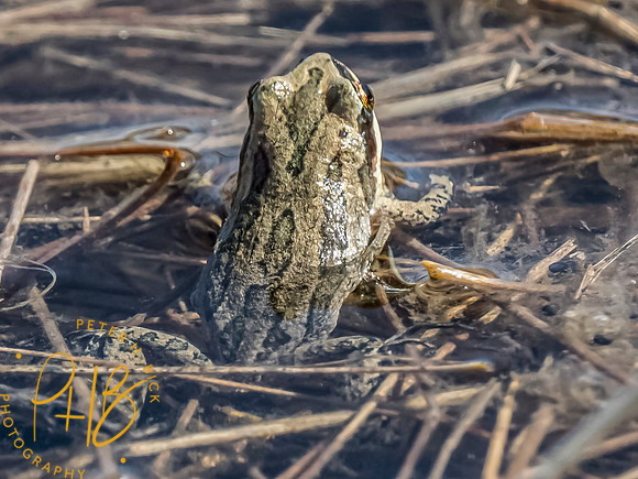 Indiana Birds and Wildlife 2023 0899-Edit