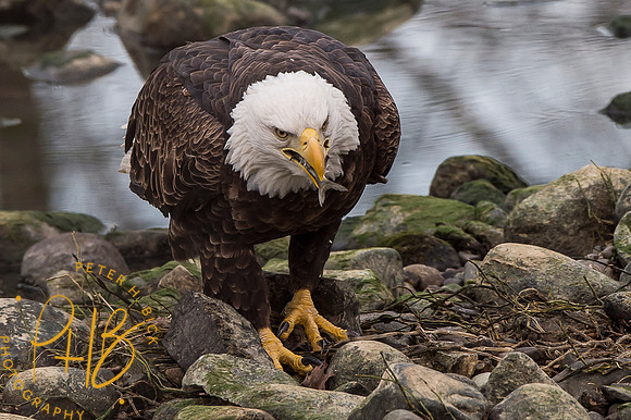 Bald Eagle 2016 0285