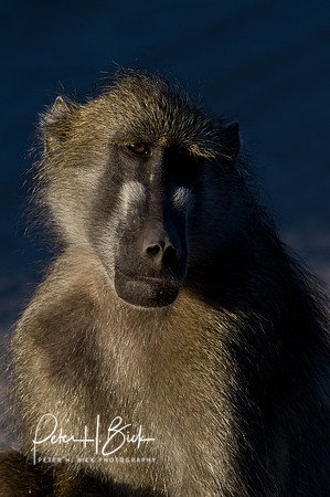 Africa 08 4874