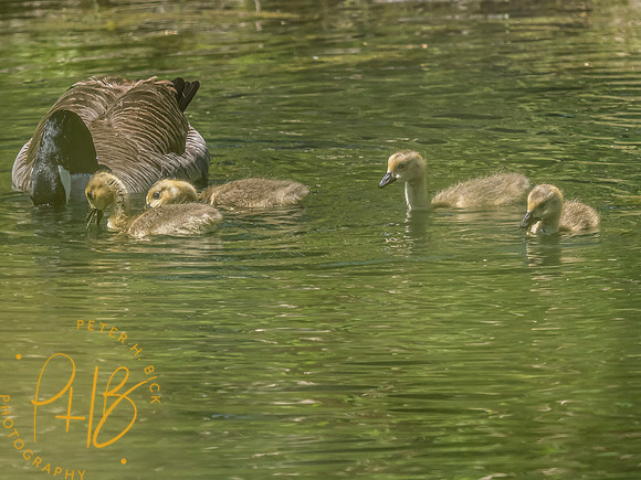 Indiana Birds and Wildlife 2024 5257-Edit