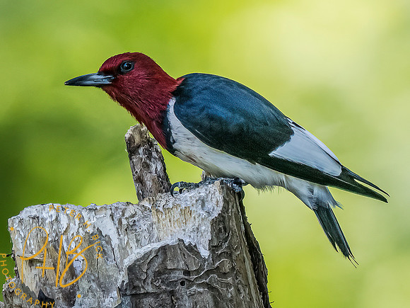 -Indiana Birds and Wildlife 2022 7232-Edit-Edit