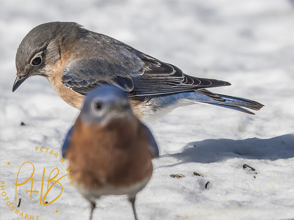 Indiana Birds and Wildlife 2025 2630-Edit