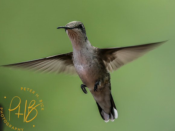 Indiana Birds and Wildlife 2025 8666-Edit